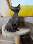 Czekoladowa pieknosc - devon rex