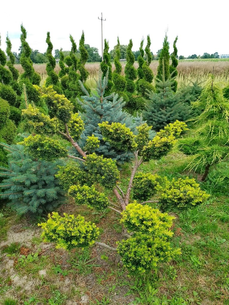 Sprzedam Bonsai ogrodowe