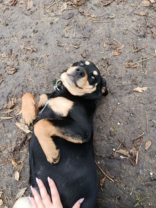 Віддам в хороші руки.