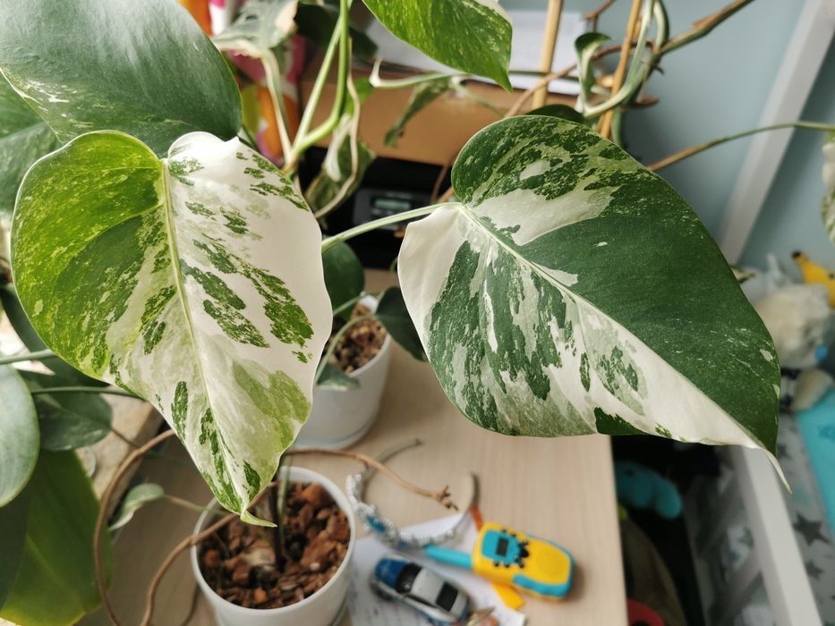 Monstera variegata liście