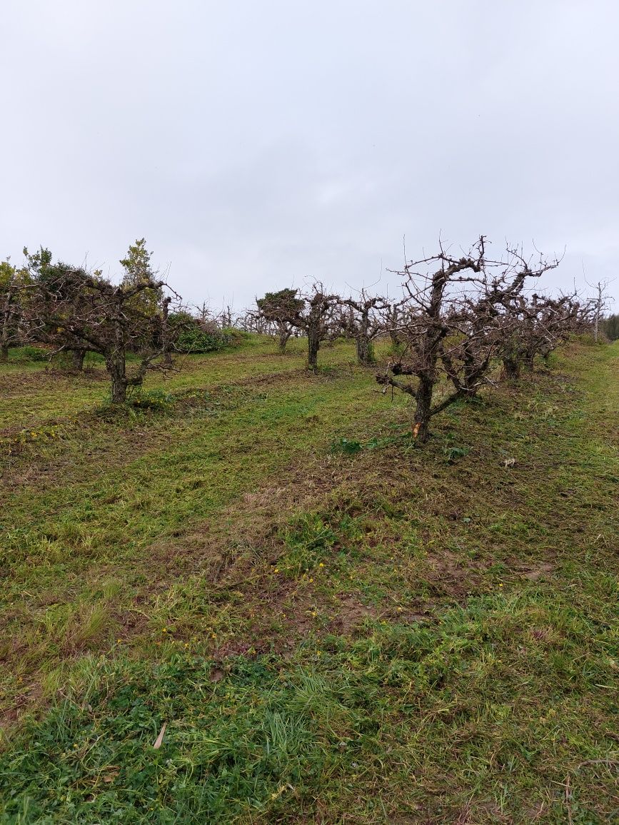 Limpeza de terrenos, corte, manutenção