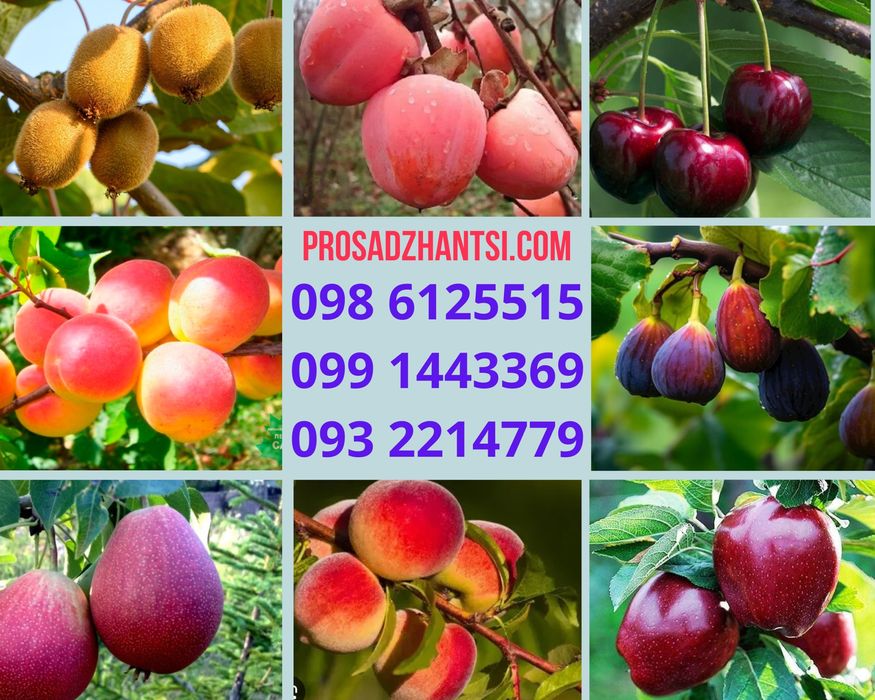 Саженцы плодовых Яблони Груши Черешни Персика,Колоновидные,Розы, є все