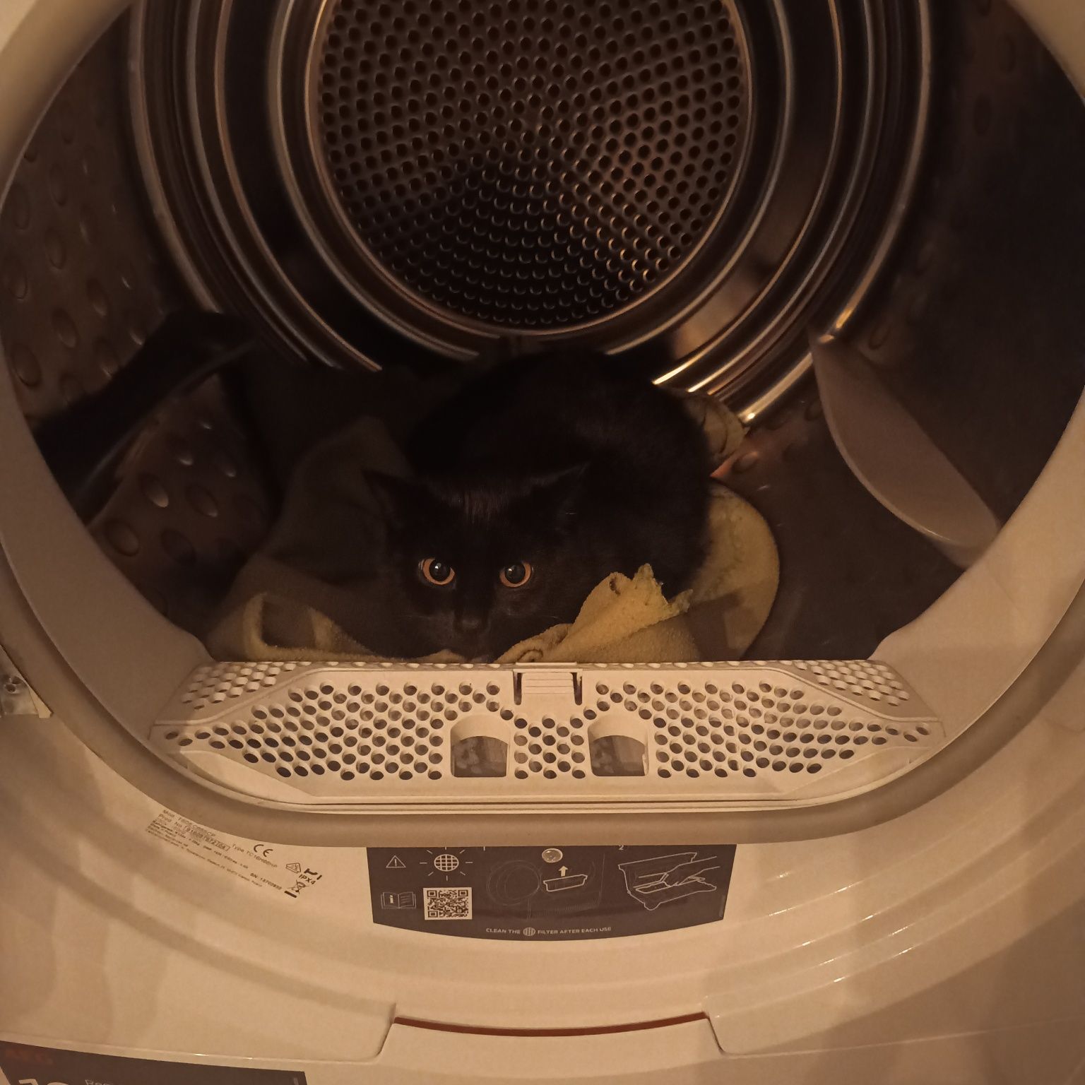 Maluczki kot do adopcji