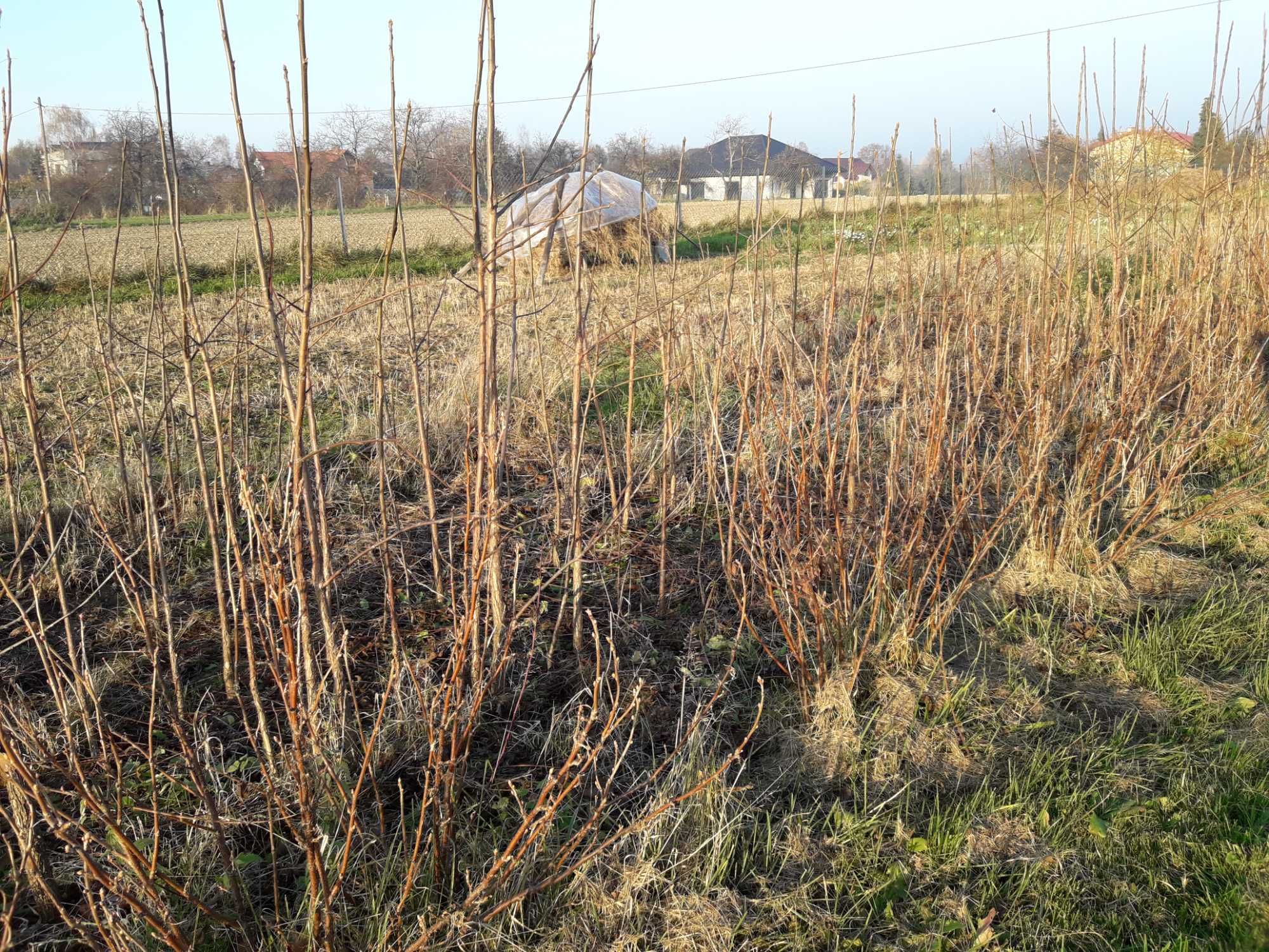 Okazja! Drzewka pod zalesienia na drewno  nalewki do szczepienia