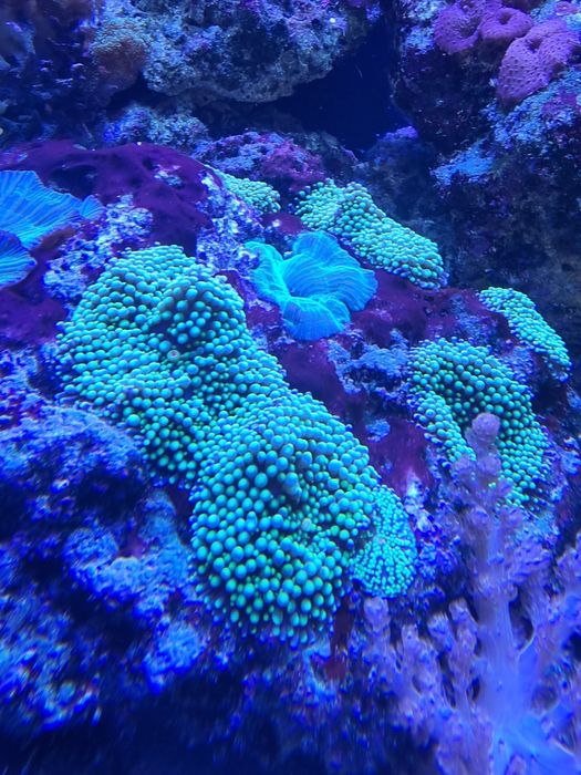Ricordea yuma i doscosoma blue na skałce koralowce koral akwarium mors
