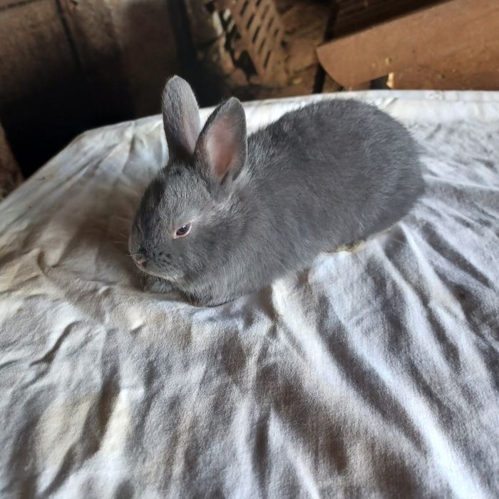 Vendo coelhos anões