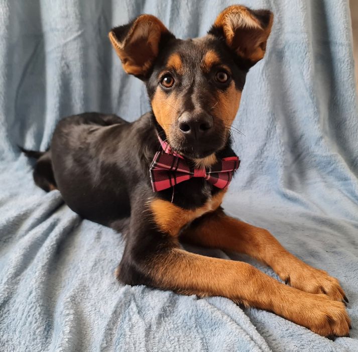 Towarzyski szczeniak do adopcji