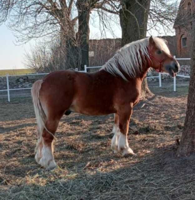 Ogier Sokólski-zimnokrwisty