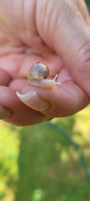 Ślimak Afrykański Achatina Fulica