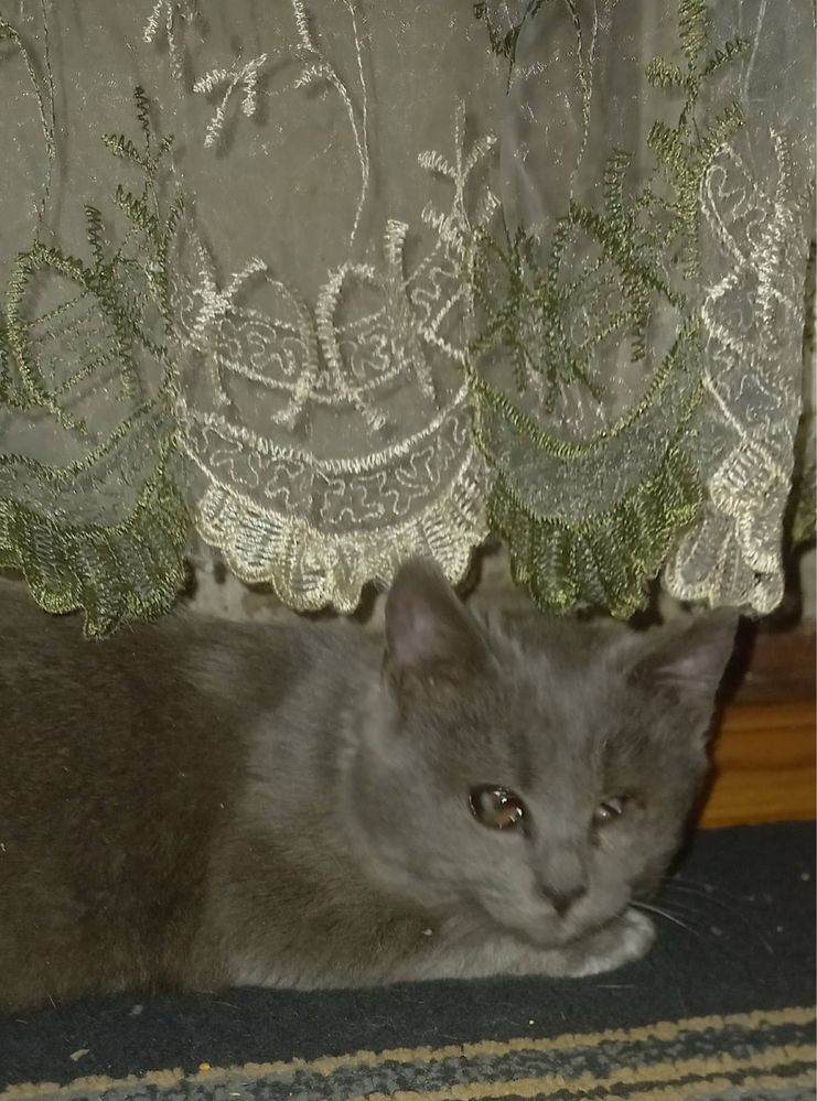 Кошеня шукає люблячу родину