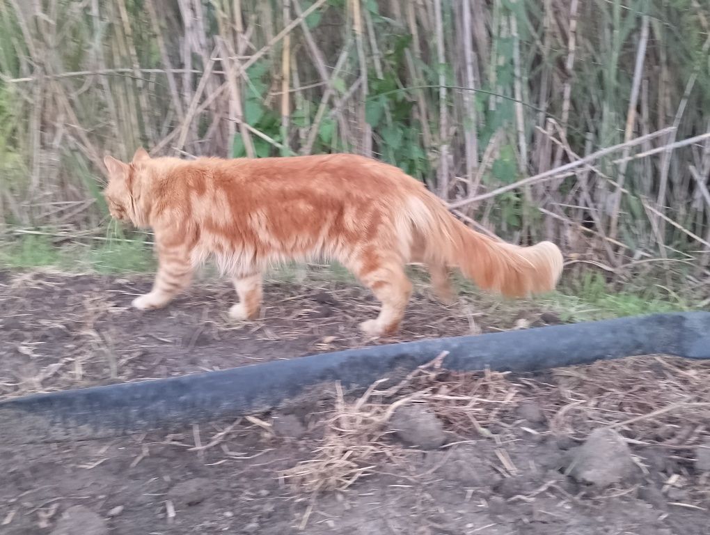 Продам самця Майкуна