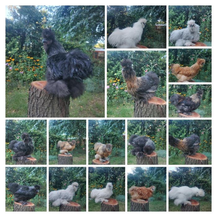 Sprzedam silki koguty