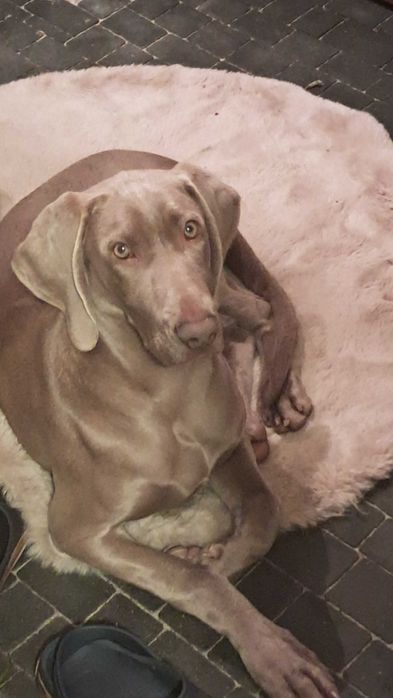 oddam do adopcji wyżła  weimarskiego suczkę