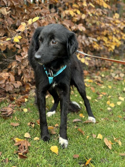 Młodziutka kochana sunia po przejściach adoptuj