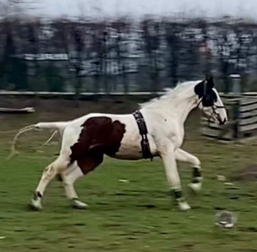 Gniaodsrokatytabino wałach SP