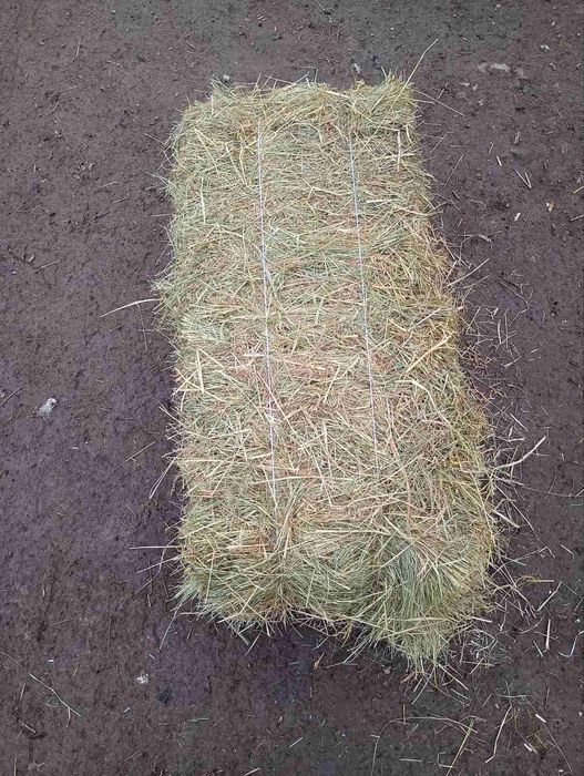 Продам тюки сіна