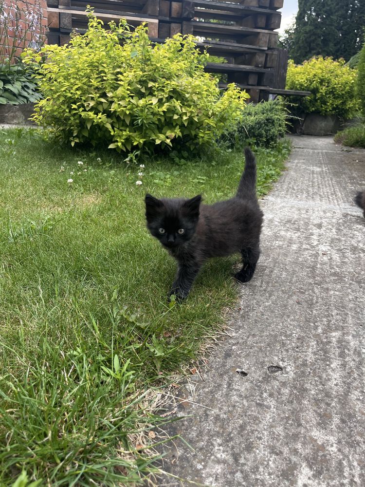 Кошенята безкоштовно