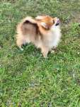 Szpic Miniaturowy Pomeranian Piesek