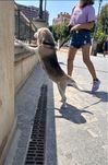 Віддамо Бігля з Херсона