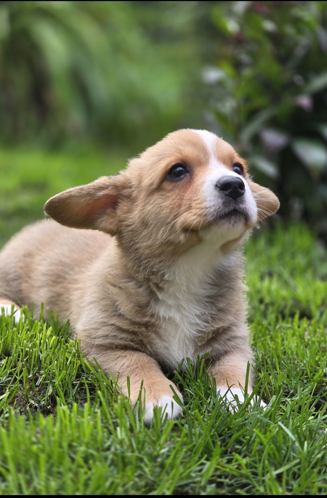 Welsh Corgi Cardigan **Sunia**Do Rezerwacji