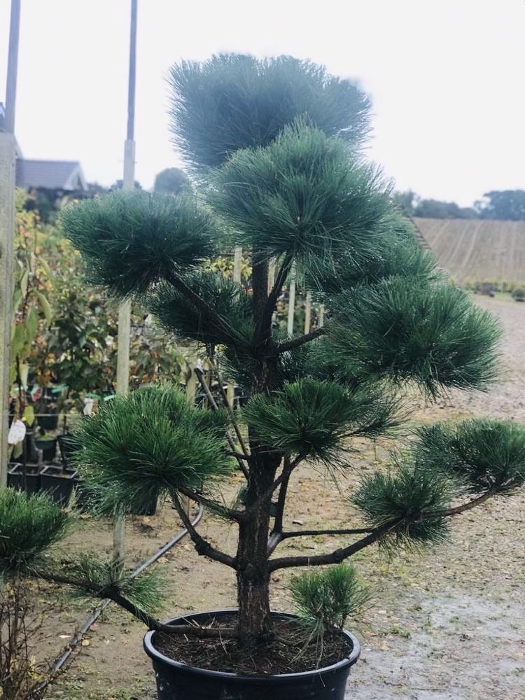 Bonsai Sosna Czarna Niwaki 180-200 cm Cena 2500 zł