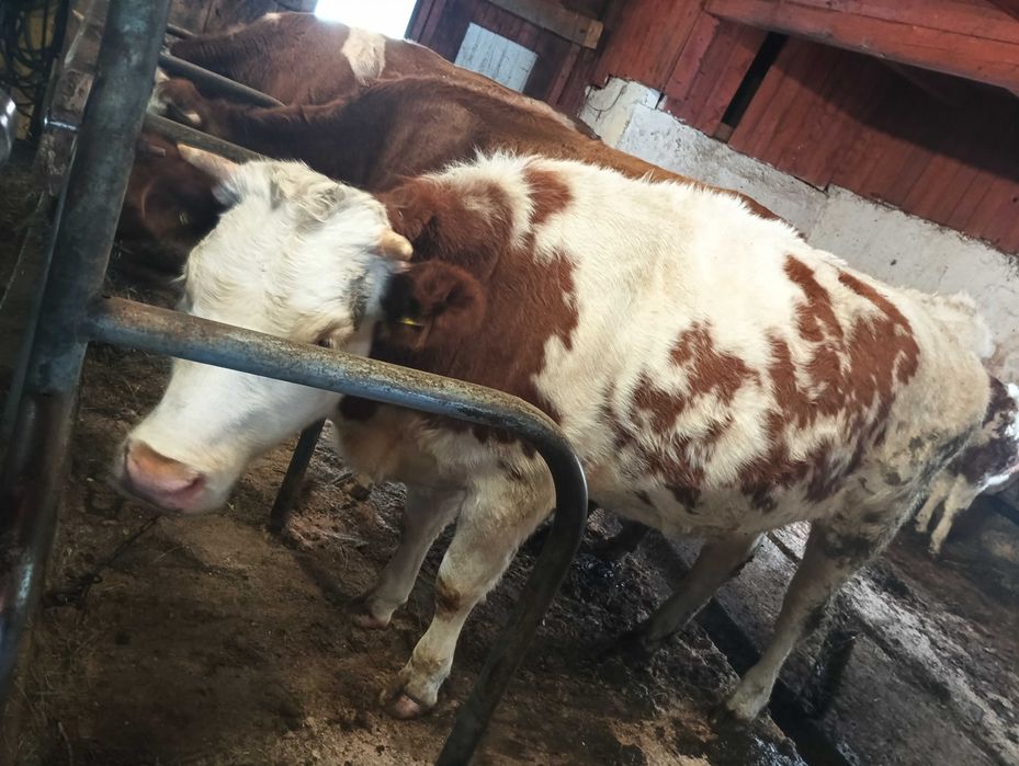 Sprzedam jałówke cielna