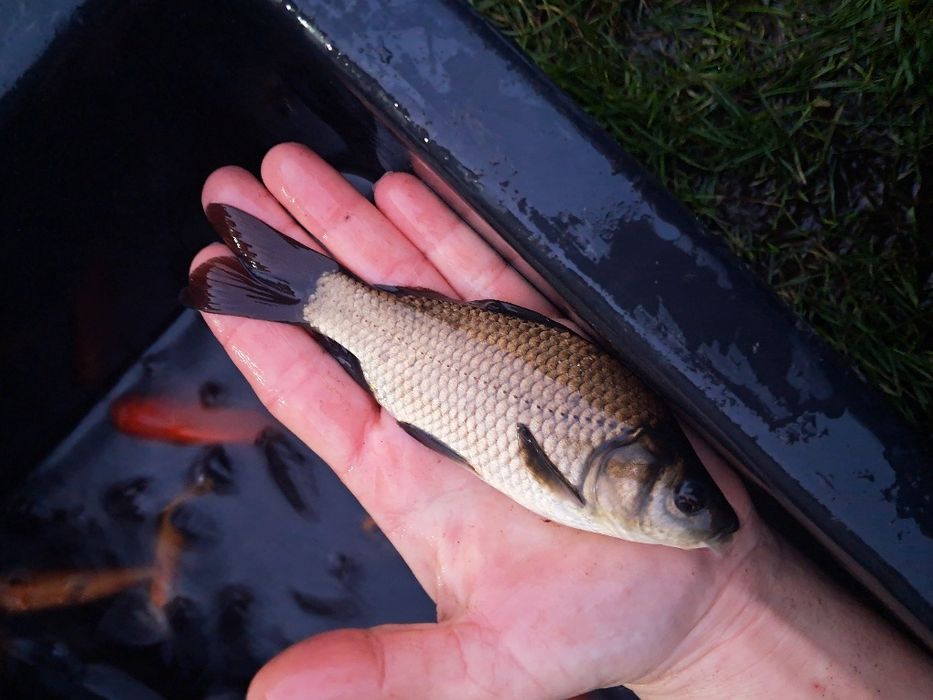 Lin narybek 15-20cm, Jesiotr, karp