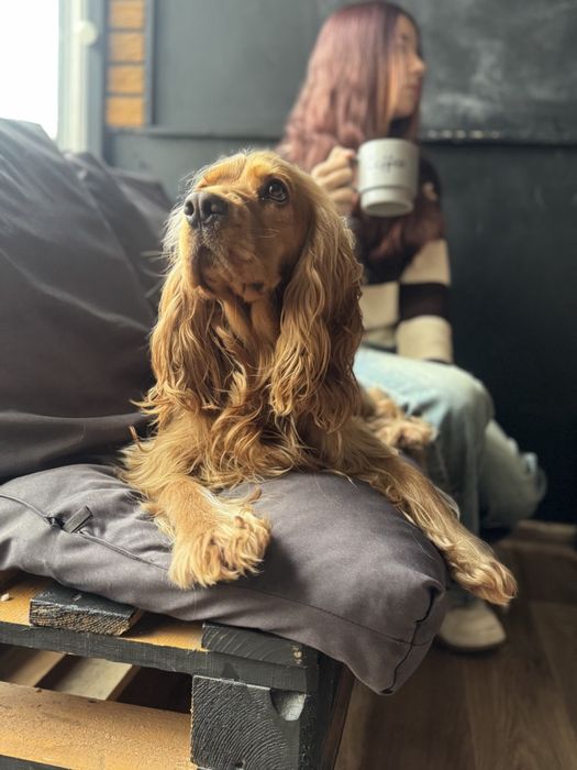 Продам неймовірну кавʼярню