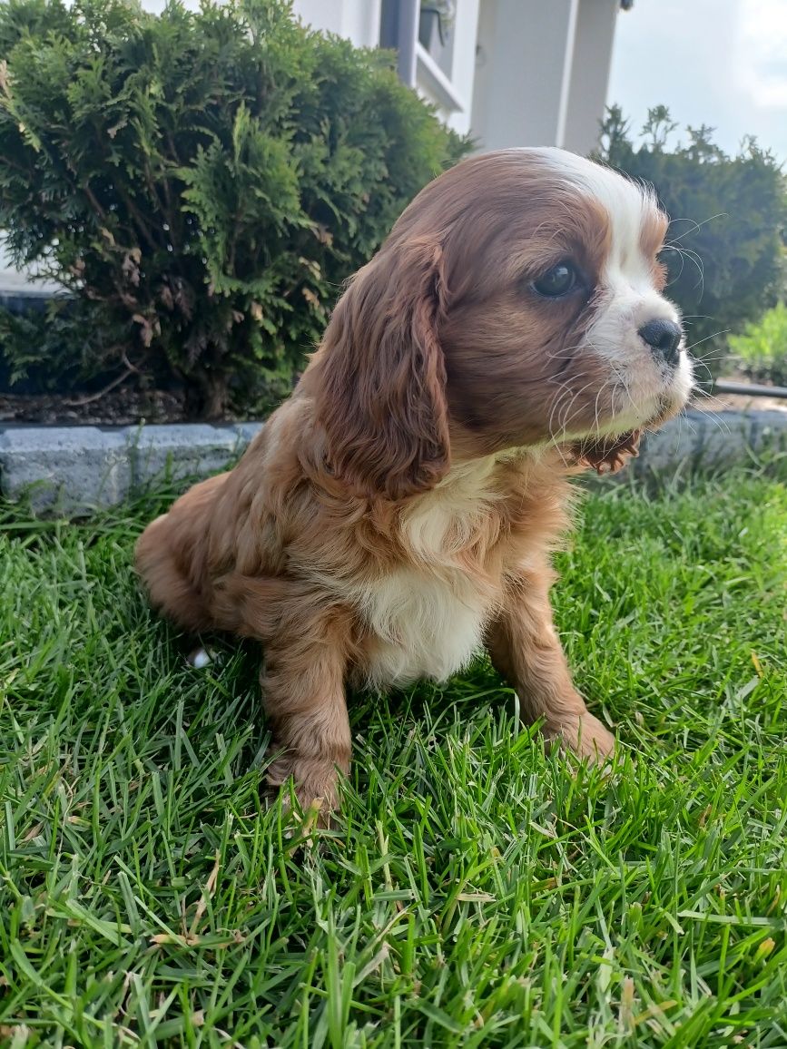 Cavalier King Charles Spaniel - suczka