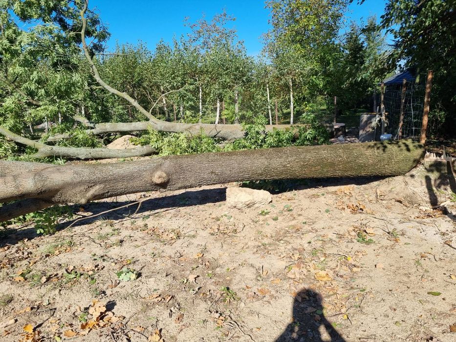 Wycinka i przycinka drzew , krzewów i opryski