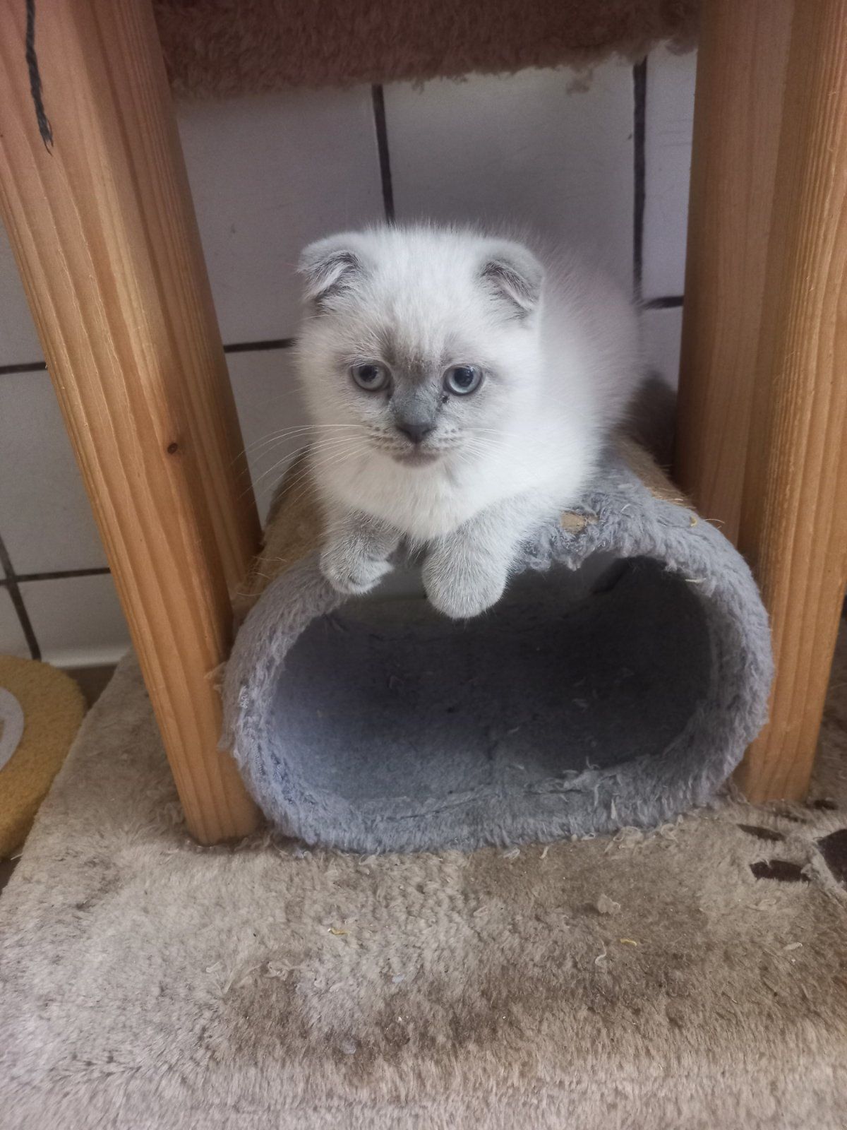 Шотландські кошенята дівчатка Блю поінт