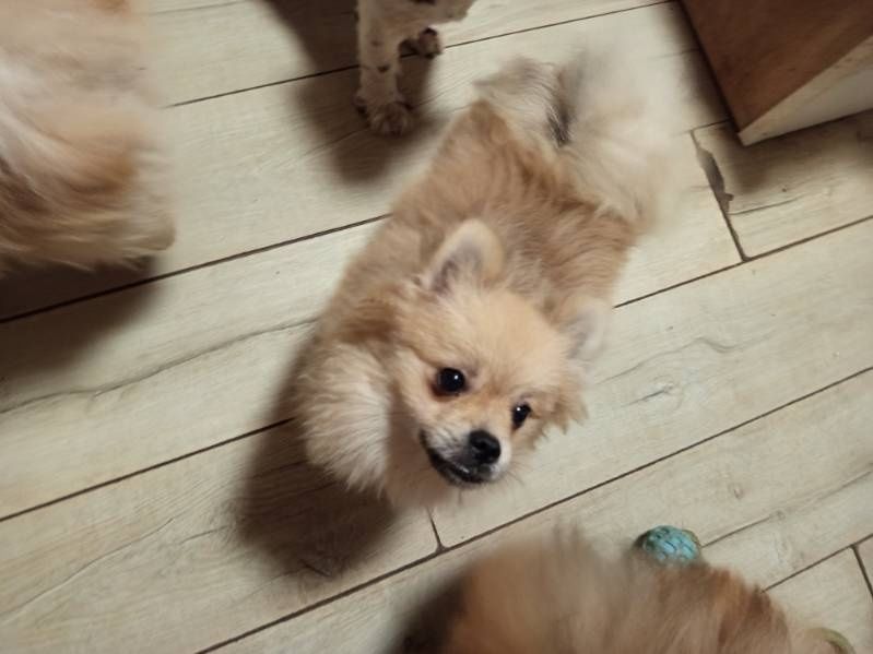 Piękny chłopak pomerianian