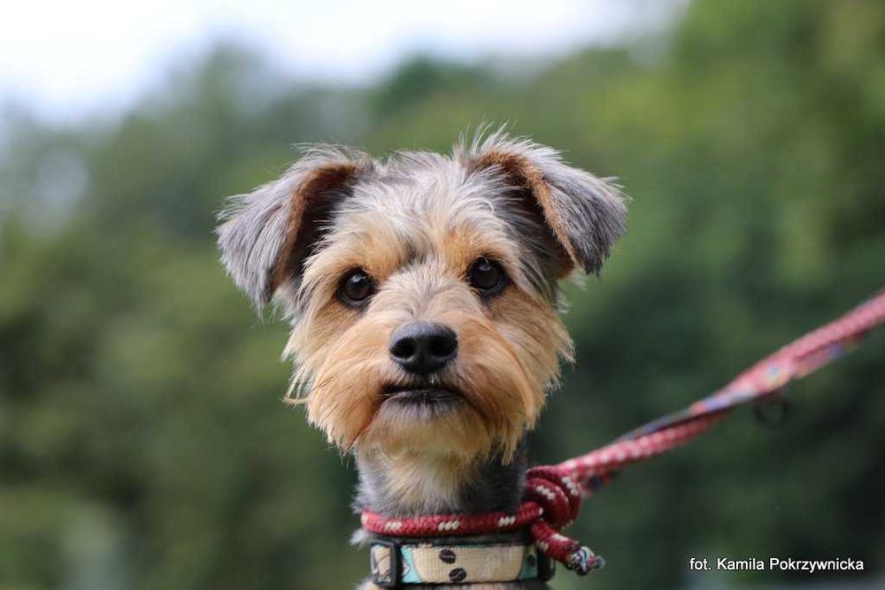 Kudłaty – przerośnięty york o wielkim sercu szuka domu!
