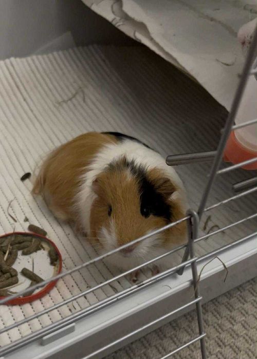 Oddam 2 świnki chłopcy razem z domkiem