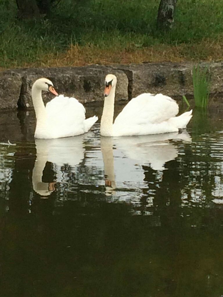 Pato *Mandarim*Carolino* variedades*
