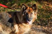 Teza szuka domu - Schronisko Canis w Kruszewie
