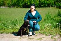 Nena - piękna sunia w typie labka