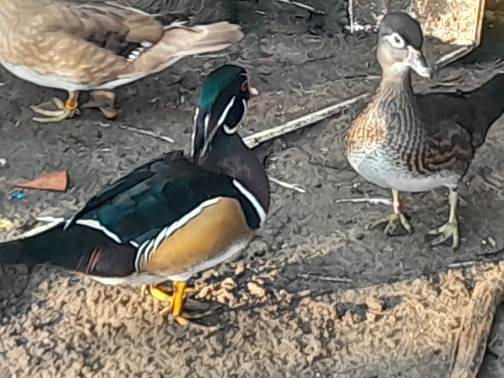 Patos mandarins, carolinos,