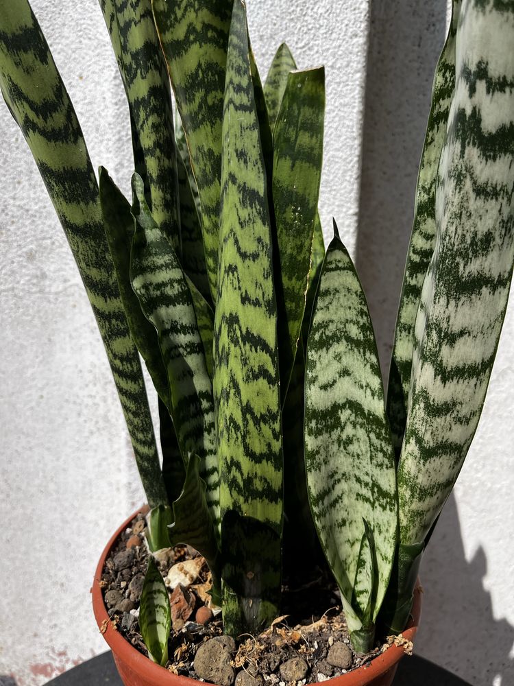 Vaso com Espada de São Jorge (Sansevieria trifasciata) – 2 variedades