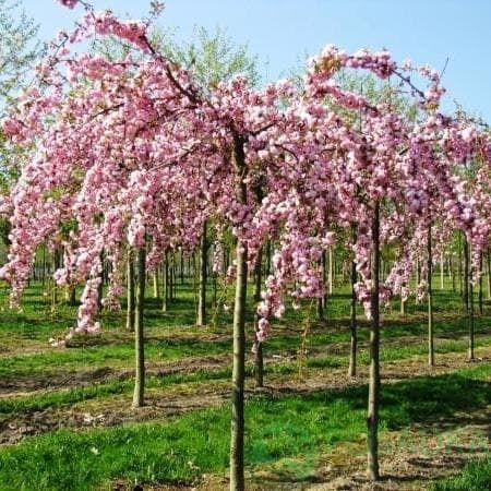 Клен ясенелистий "Фламінго",сакура плакуча "Кіку шидаре"