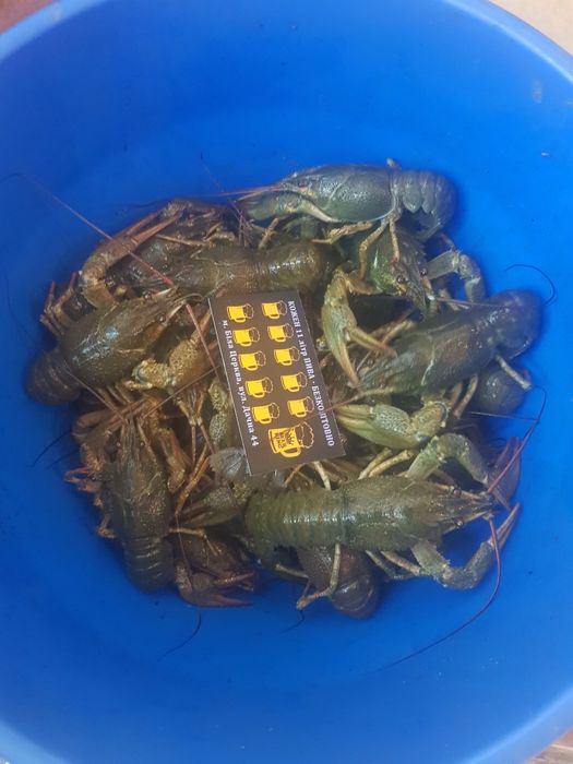 живі раки та варені