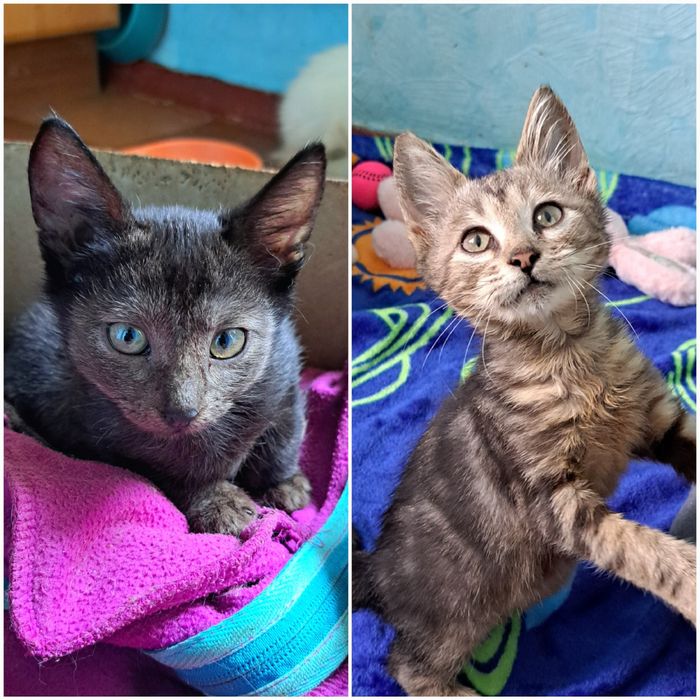 Красиві малюкі до 3х міс ручні