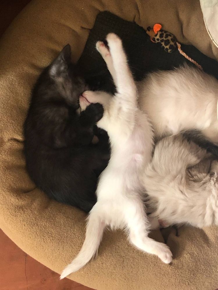 Віддам кошенят безкоштовно!