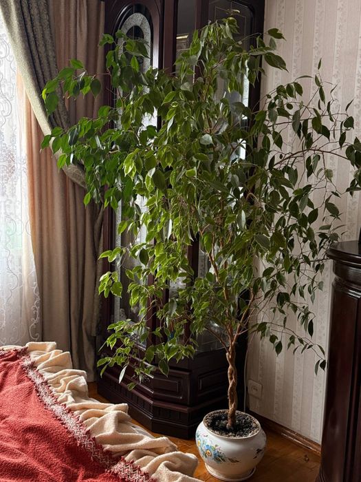 Фікус Бенджаміна 170 сантиметрів