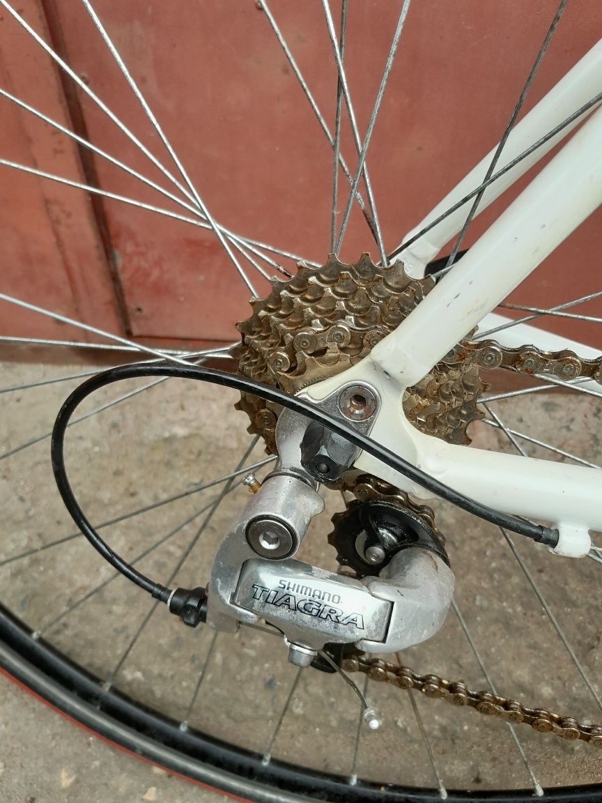 Kolarzowka Arras ultra TGX szosa