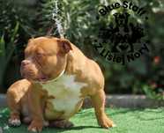 American Bully Pocket