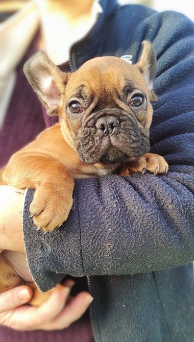 Руді малюки французького бульдога з родоводом КСУ