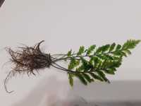 Bolbitis heudelotii roślina akwariowa 15 sztuk rośliny z przycinki