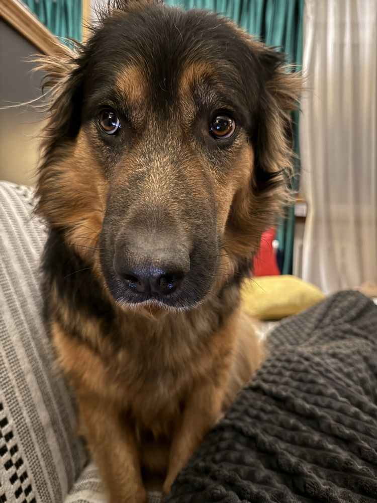 Uroczy piesek w typie owczarka do adopcji