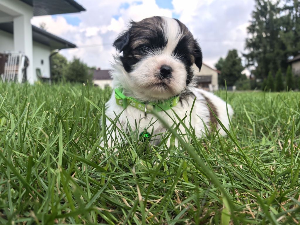 Śliczny szczeniak shih tzu